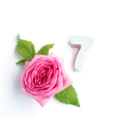 concrete number 7 and a beautiful rose with petals on a white background..