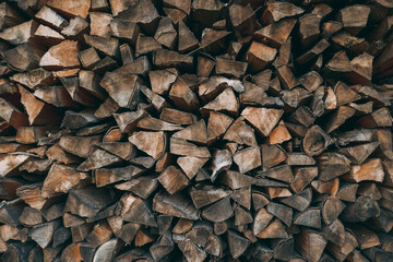 Close-up tree. Harvesting firewood in the forest.