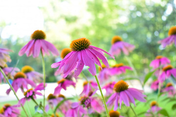 Selective focus shot of purple coneflower in the garden © Lauriekay/Wirestock