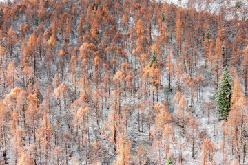 aerial view of the snow and forest