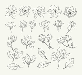 Set of hand drawn magnolia flowers	 - obrazy, fototapety, plakaty