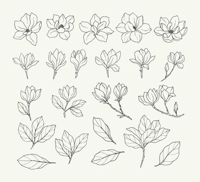 Set of hand drawn magnolia flowers	
