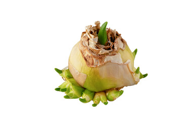 Bulb of hyacinth isolated on white background. Propagation of hyacinths using the mother bulb. Close up.