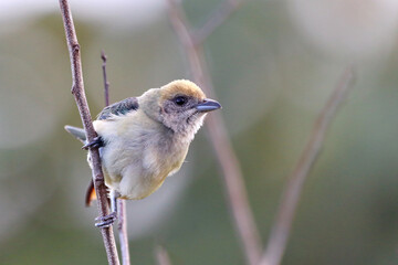 Fototapeta premium Burnished-buff Tanager (Stilpnia cayana) female, perched isolated on a branch on a blurred background in green tones.