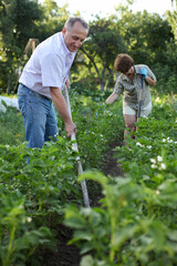 Naklejka na ściany i meble Elderly woman and man harrows potatoes in the garden
