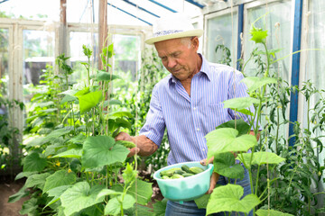 Portrait of man gardener picking harvest of cucumbers in sunny greenhouse