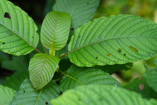  Kratom (Mitragyna speciosa)
Kratom is Thai herbal which encourage health.