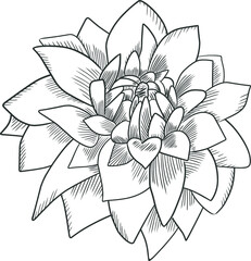 Vector illlustration of hand drawing dahlia
