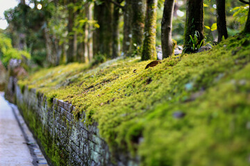 緑に輝く苔の小道