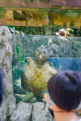 Alligator Snapping Turtle in the glass pool in the zoo.