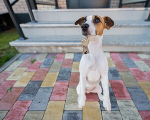 Dog Jack Russell Terrier gives the keys to the house