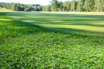 Green grass. Background. Golf course, shadows from trees on the grass. High quality photo