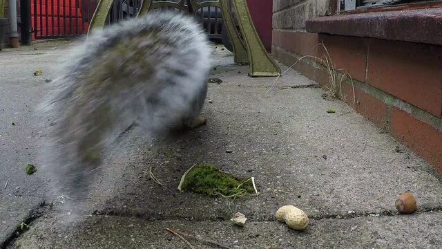 Grey squirrel feeding on nuts and taking them for storage in urban house garden.
