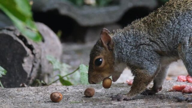 Grey squirrel feeding on nuts and taking them for storage in urban house garden.