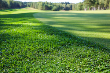 Fototapeta na wymiar Green grass. Background. Golf course, shadows from trees on the grass. High quality photo