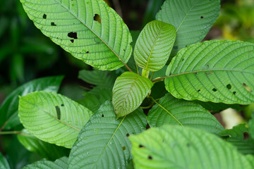  Kratom (Mitragyna speciosa)
Kratom is Thai herbal which encourage health.