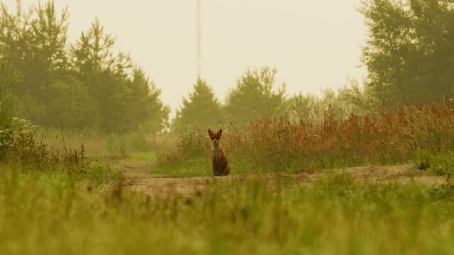 Puppy fox barks on the road in the forest, summer day time