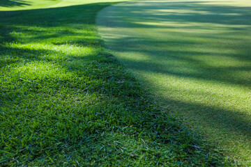 Green grass. Background. Golf course, shadows from trees on the grass. High quality photo