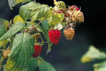 Healthy mali fruit ripening in the sunshine.