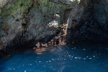 Red shellfish shaped like tomatoes in a sea cave on the Tremiti Islands, Gargano, Puglia, Italy.