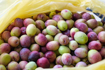 A pile of raw olives picked from a tree branch in a bag. Close up of raw red, purple and green olive seeds. Harvest season concept.