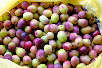 A pile of raw olives picked from a tree branch in a bag. Harvest season concept. Close up of raw red, purple and green olive seeds. 