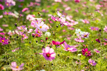 Obraz na płótnie Canvas 野原に咲くピンク色のコスモス