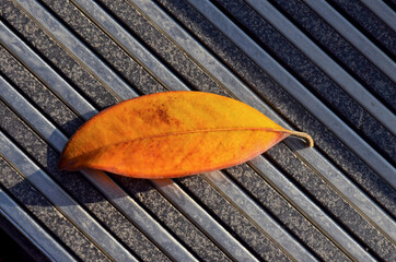 An orange leaf of a magnolia tree lies on a gray step, illuminated by the sun. The steps are made of strips of metal and stone.