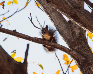 Far Eastern squirrel on a tree. Autumn.