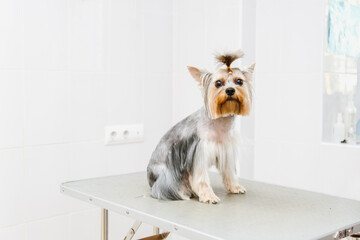 Small Dog Yorkshire Terrier at the Groomer's, Grooming Dogs