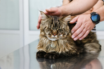 Mainecoon cat on the veterinarian's table at the reception for the diagnosis of disease and treatment, veterinary clinic
