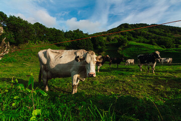 Cows grazing on a green meadow with mountains in the background