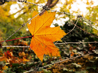 The autumn leaves in the barbed wire fence
