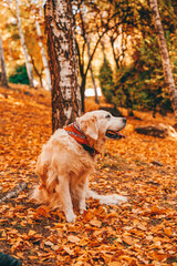 Portrait of beautiful Golden Retriever in the city park
