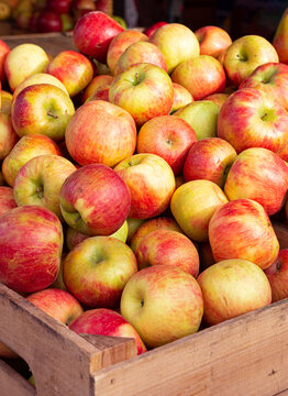 Bushel baskets of Honecrisp apples at a local farmer's market