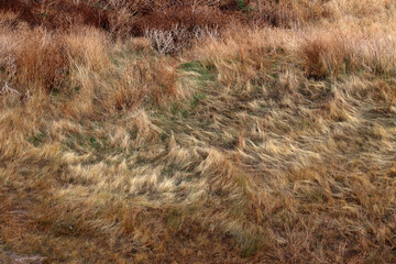 Dry grass in the park