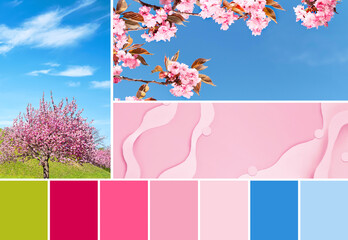 Color matching palette in pink, blue and green from images of sakura tree under blue sky on green...