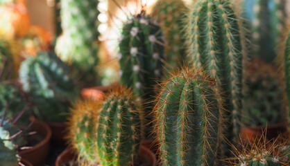 cactus with spines close-up, horizontal image abstract background in pastel colors, soft focus with shallow depth of field