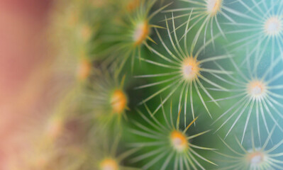 cactus with spines close-up, horizontal image abstract background in pastel colors, soft focus with shallow depth of field