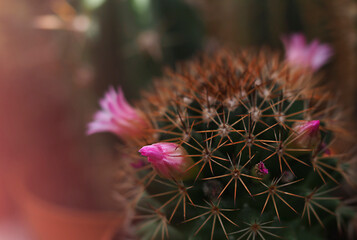 cactus with spines close-up, horizontal image abstract background in pastel colors, soft focus with shallow depth of field