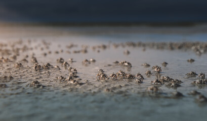 Baby crabs in a swarm on the beach.