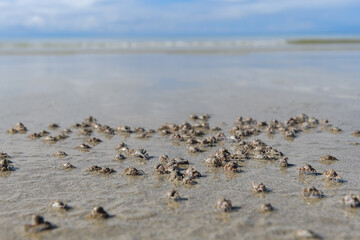 Baby crabs in a swarm on the beach.