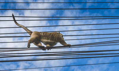 A powerful male monkey Climbing along the power lines. © NPD stock
