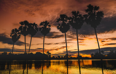 Sunset twilight lighting on a silhiuette sugar palm.