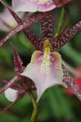 purple orchid flower