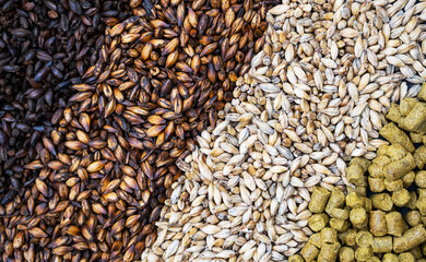Pale ale, caramel and black malt grains, green hops, close-up. Ingredients for brewers. Craft beer brewing from grain barley malt.