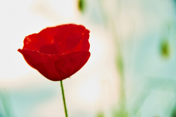 Very light and delicate red poppy