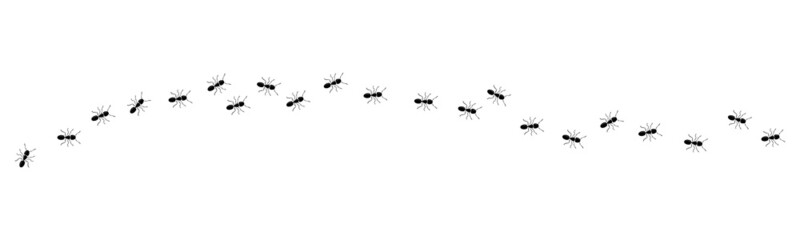 Aint trail. Ant column. Black insect silhouettes trip. Teamwork, hard work concept.
