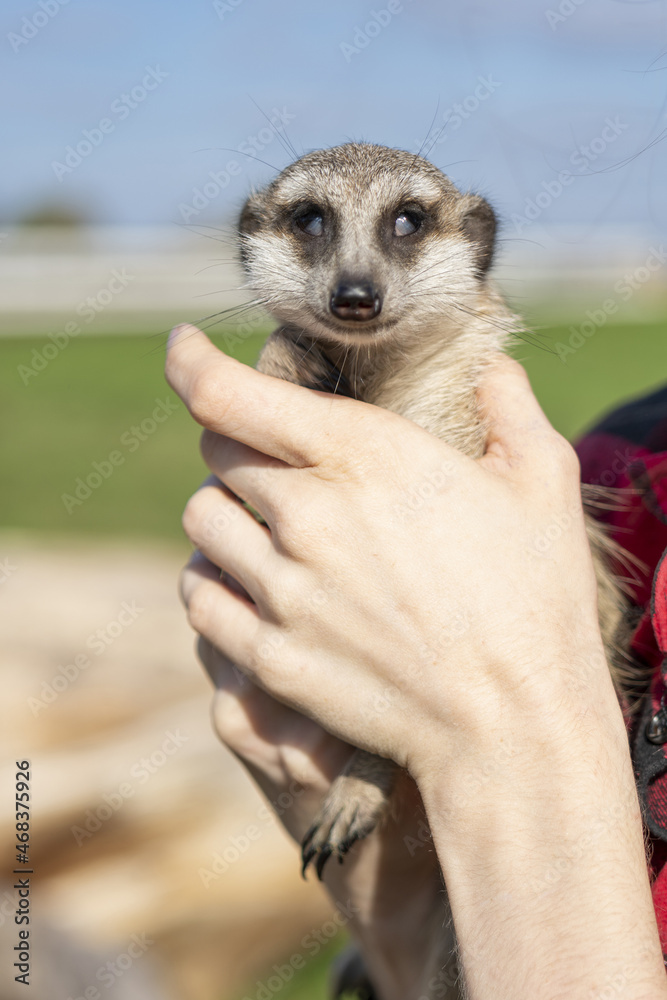 Poster The meerkat (Suricata suricatta) is a small mongoose found in so