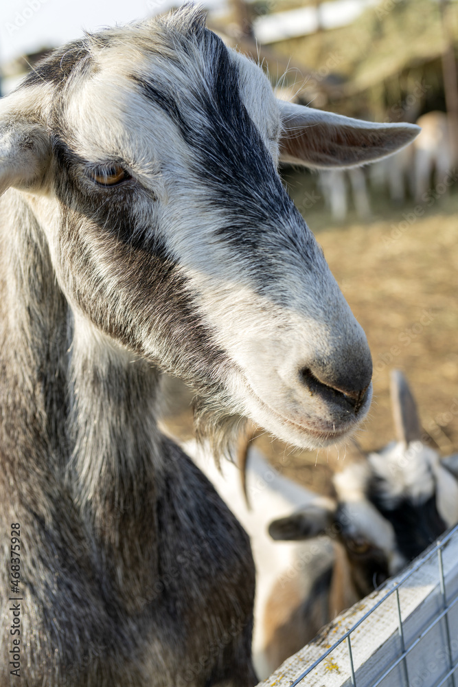 Sticker Pet goat on the farm yard. Country pets.